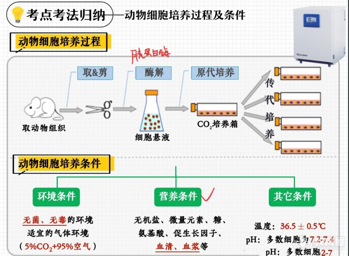 动物细胞培养过程及条件知识点解析